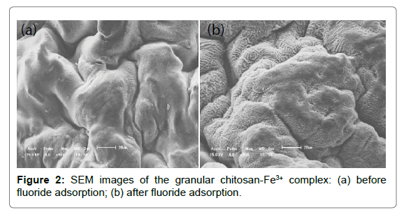 Bioanalytical-Techniques-SEM-images