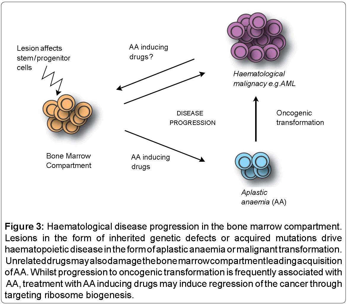 Impaired Ribosome Biogenesis and P53 Activation in Haematological ...