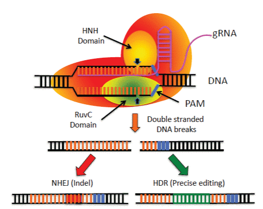 CRISPR/Cas9 Mediated