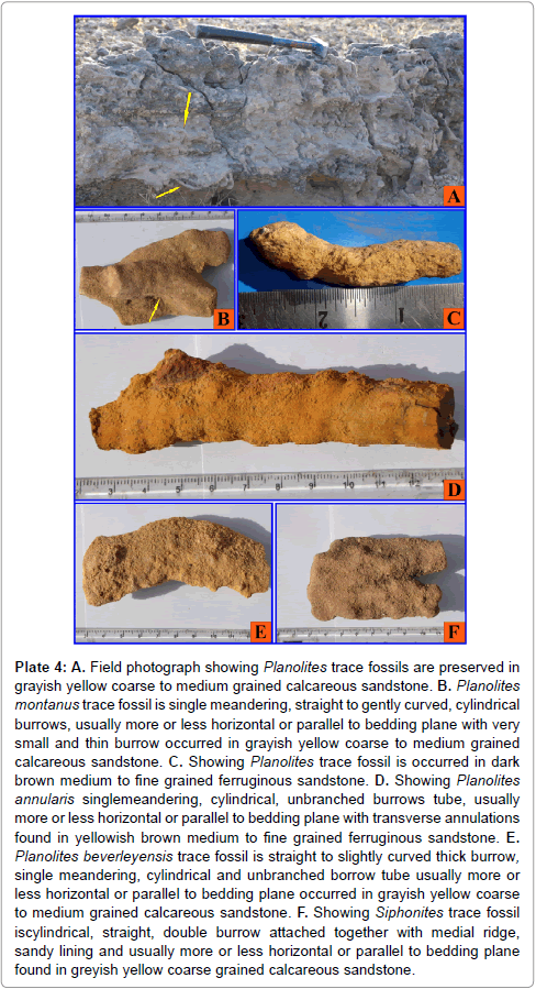 Ecosystem-Ecography-Planolites-trace