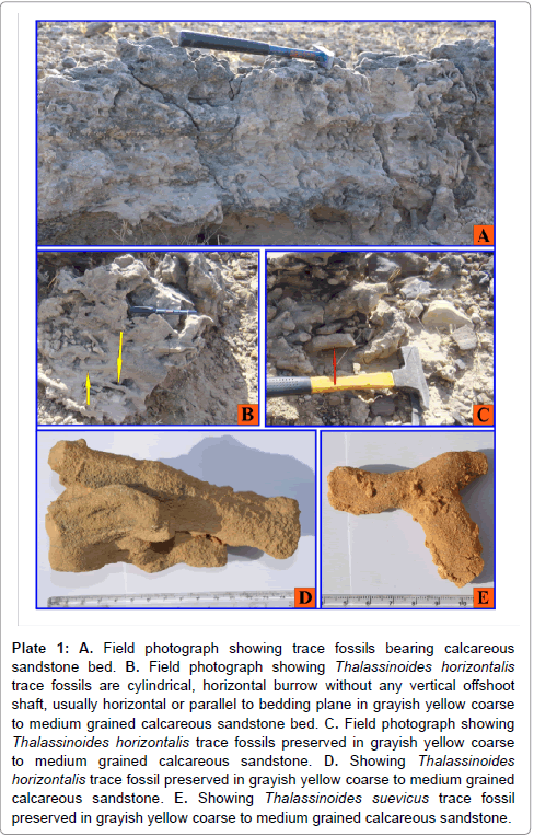 Ecosystem-Ecography-trace-fossils