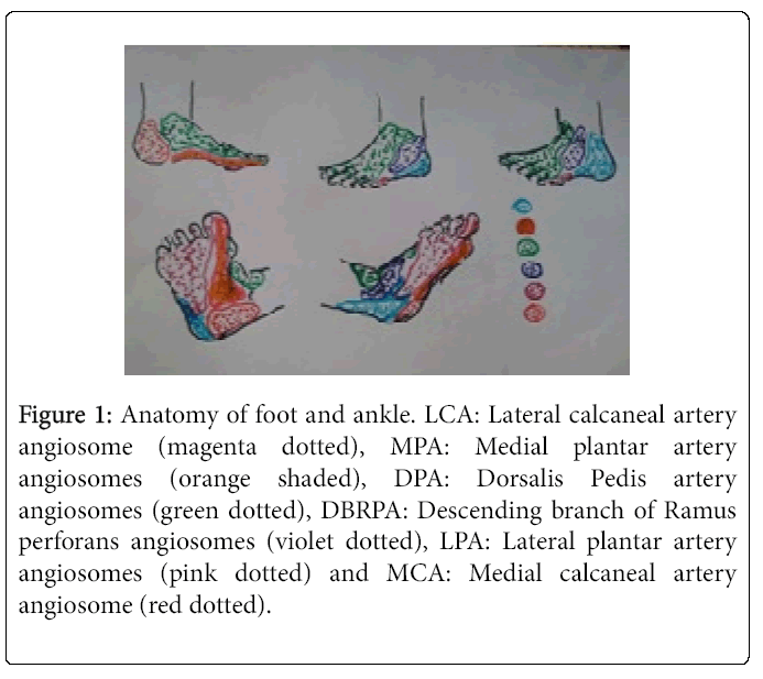 Foot-Ankle-Anatomy-footandankle-LCA