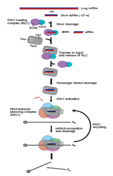 Figure 1 The Rna Interference Pathway