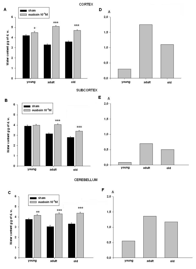 age-dependent-change-of-brain-tissues-water