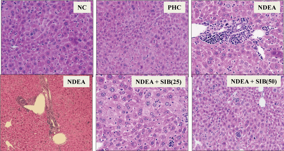 Histopathological observation