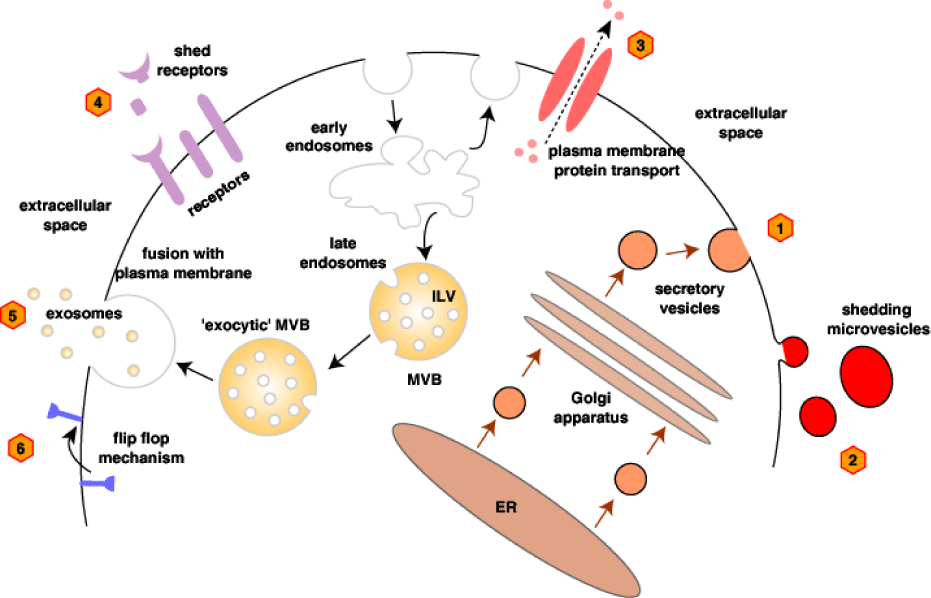 er-golgi-secretory-pathway-steve