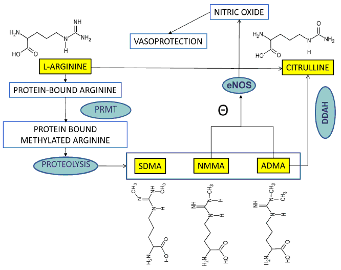 Metabolic