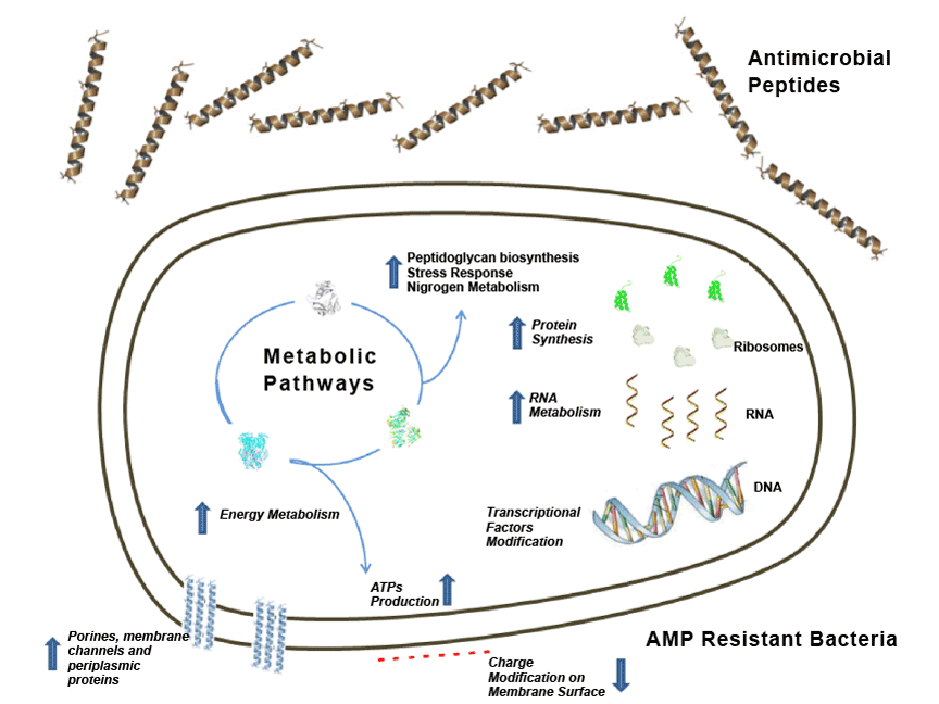 Structures type of antimicrobial peptides