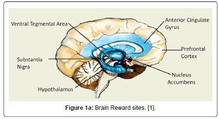 addiction-research-experimental-Brain-Reward