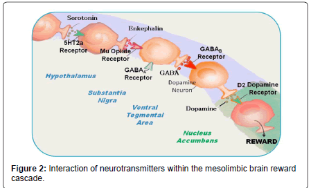 addiction-research-experimental-Interaction-neurotransmitters