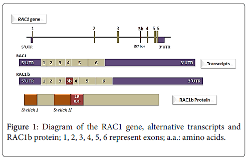 advances-molecular-diagnostics-Diagram-RAC1-gene-alternative-transcripts