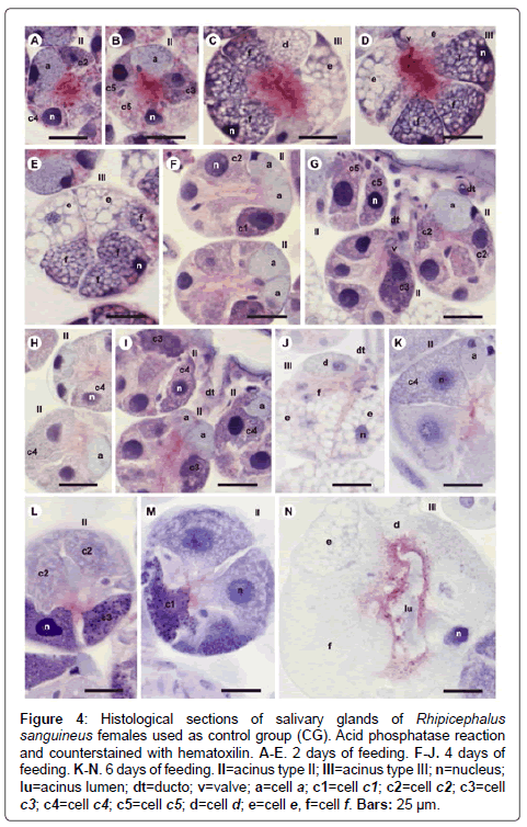 air-water-borne-diseases-glands