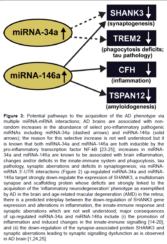 alzheimers-disease-parkinsonism-Potential-pathways