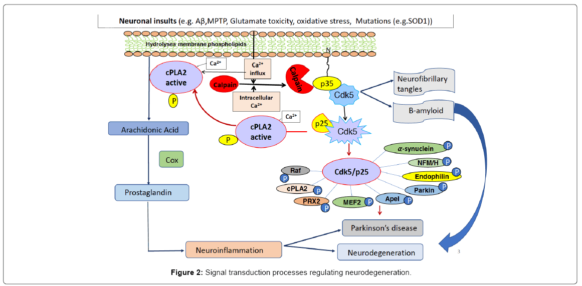 alzheimers-disease-parkinsonism-Signal-transduction