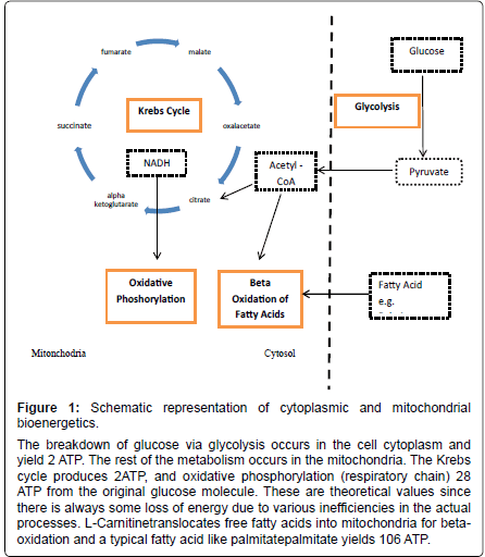 alzheimers-disease-parkinsonism-cytoplasmic-mitochondrial