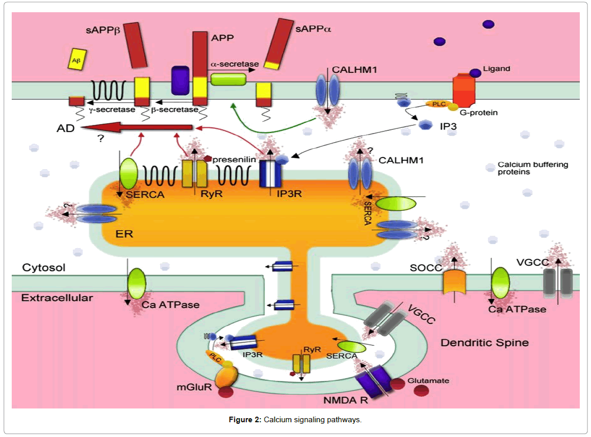 alzheimers-disease-parkinsonism-signaling-pathways