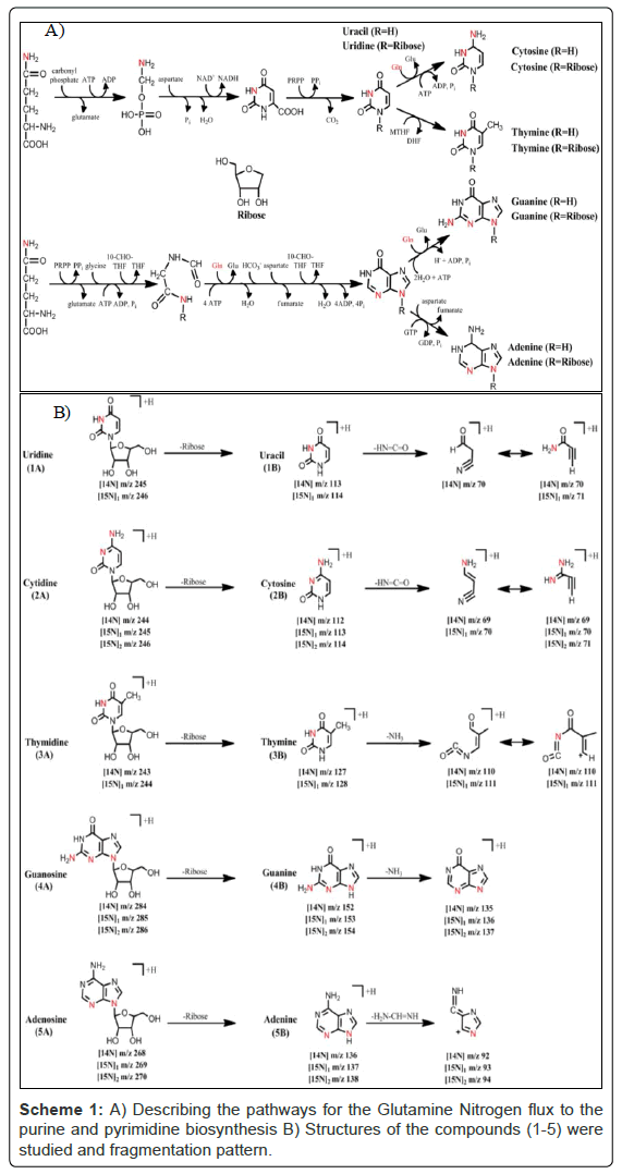 analytical-bioanalytical-techniques-Glutamine-Nitrogen-pyrimidine