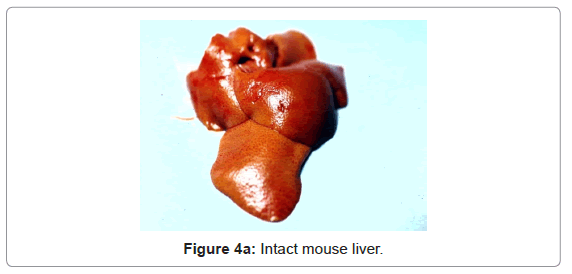 analytical-bioanalytical-techniques-Intact-mouse-liver