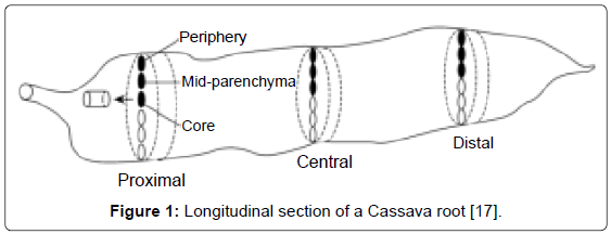 analytical-bioanalytical-techniques-Longitudinal-section-Cassava