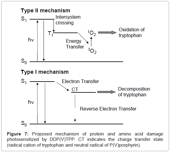 analytical-bioanalytical-techniques-Proposed-mechanism-protein