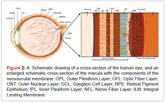 analytical-bioanalytical-techniques-cross-section-human