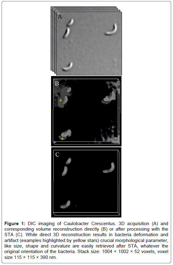 analytical-bioanalytical-techniques-imaging-Caulobacter-Crescentus
