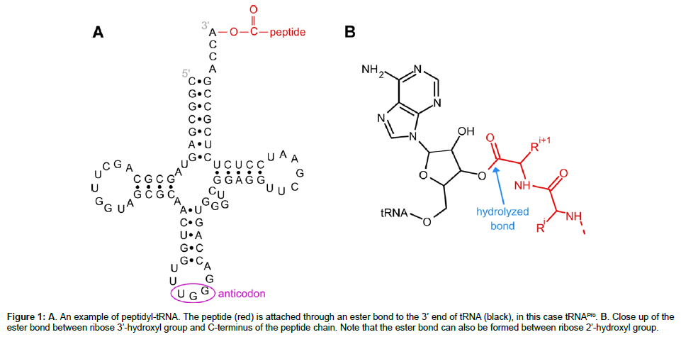 analytical-bioanalytical-techniques-peptide-chain