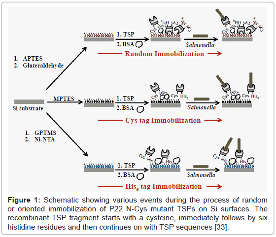 analytical-bioanalytical-techniques-random-oriented-immobilization