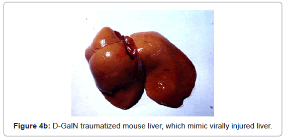 analytical-bioanalytical-techniques-traumatized-mouse-injured