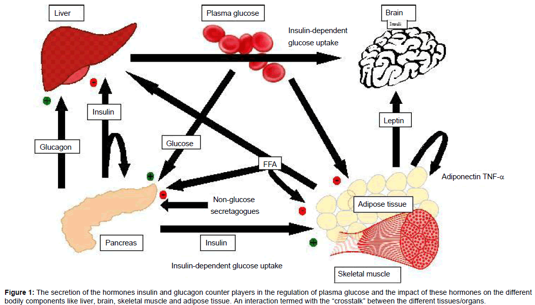 Печень мозг. Glucose in Plasma. Insulin dependent Organs. Глюкагон и лептин. Печень плазма.