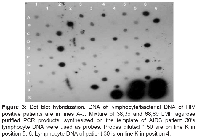 dna dot blot hybridization