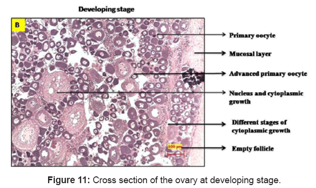 aquaculture-research-development-developing