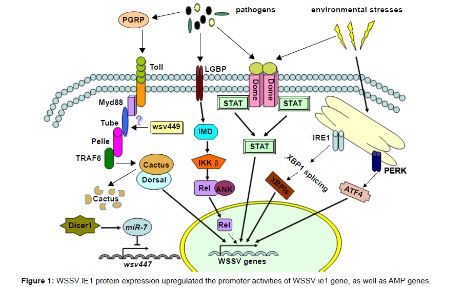 aquaculture-research-development-wssv-protein-expression