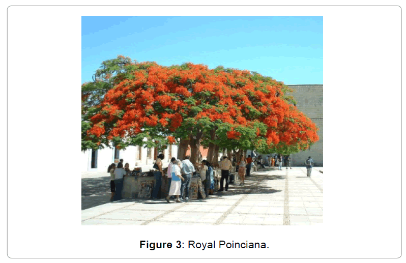 architectural-engineering-royal-poinciana