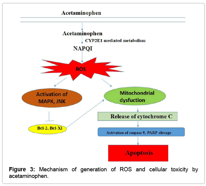 Mechanism Of Action Of Acetaminophen