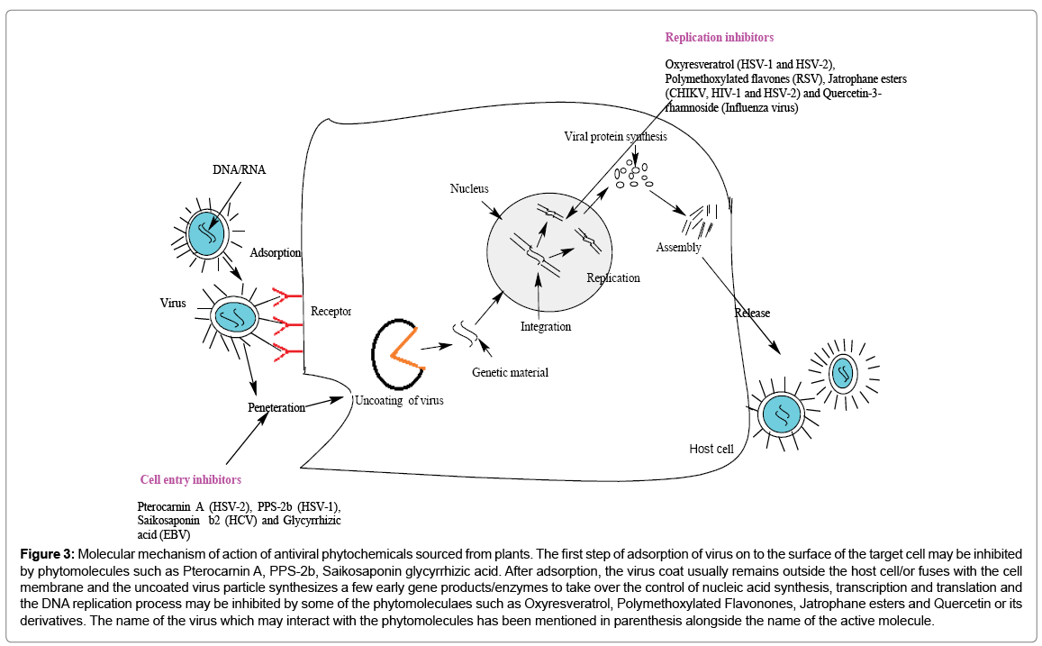 biochemistry-physiology-Saikosaponin-glycyrrhizic