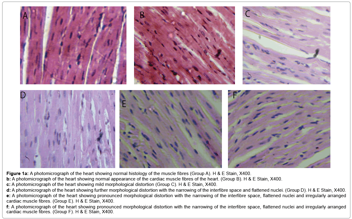 biochemistry-physiology-normal-histology