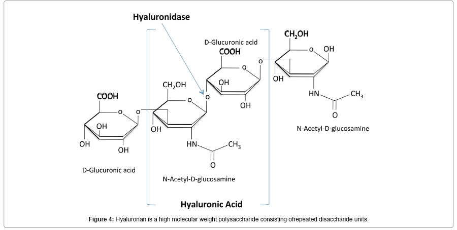 Biology-and-medicine-Hyaluronan-is