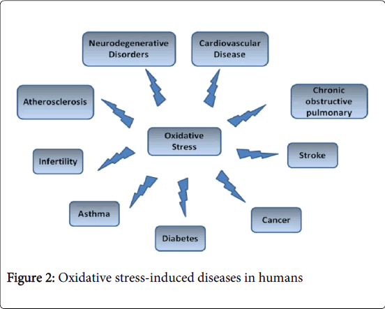 Free Radicals, Antioxidants And Disease | OMICS International