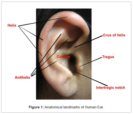 biometrics-biostatistics-anatomical-landmarks