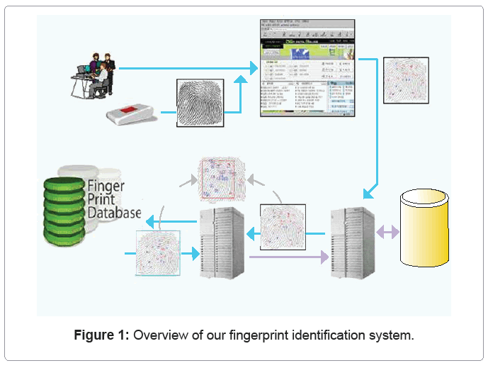 Biometrics Fingerprint Recognition Pdf File