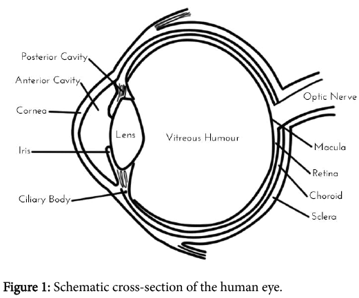 biomolecular-research-therapeutics-cross-section-human-eye