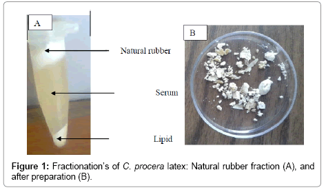 bioremediation-biodegradation-Natural-rubber