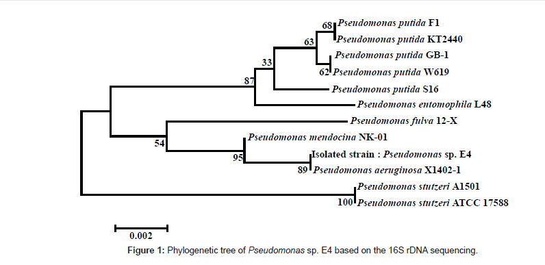 bioremediation-biodegradation-Phylogenetic-tree