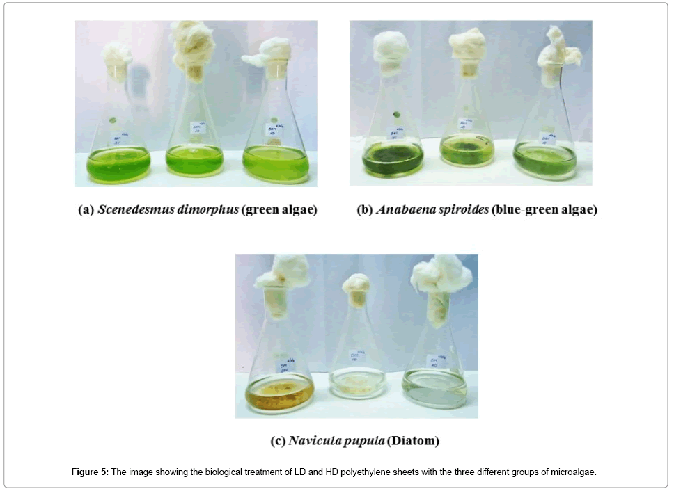 bioremediation-biodegradation-biological-treatment