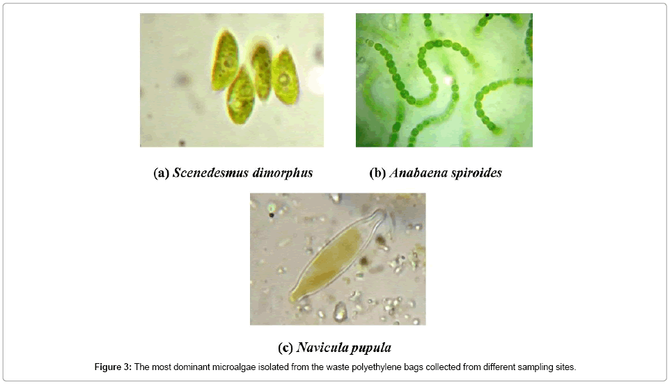 bioremediation-biodegradation-dominant-microalgae