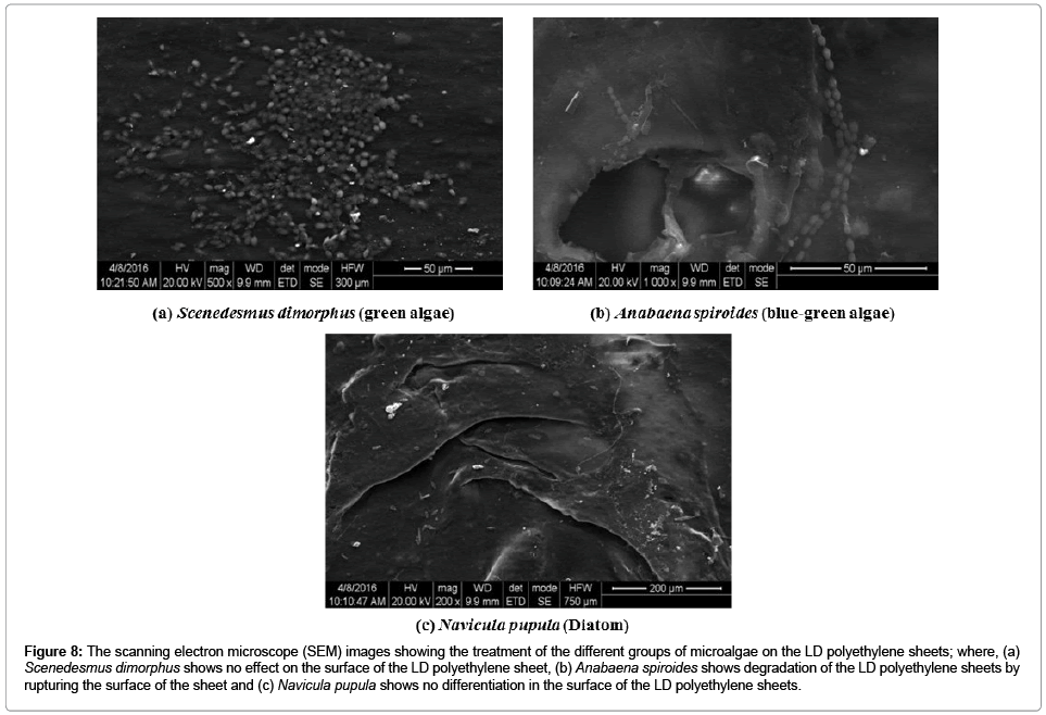 bioremediation-biodegradation-scanning-electron