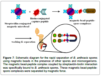 biosensors-journal-Schematic-diagram-rapid-separation