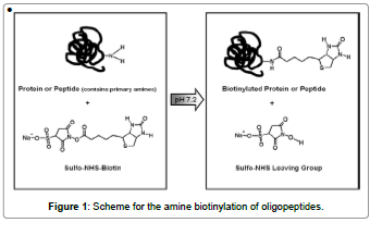 biosensors-journal-Scheme-amine-biotinylation-oligopeptides