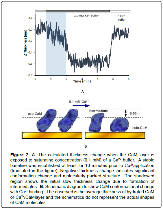 biosensors-journal-The-calculated-thickness-change